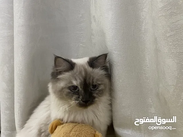 Himalayan cat and her kittens