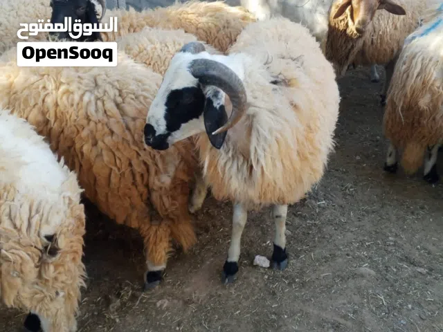 حواله عيد..اتصل على الرقم لي في الوصف