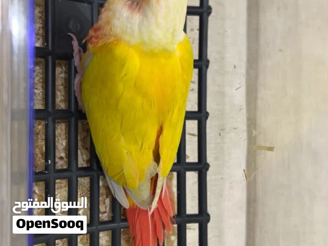 كنيور صن شيك
