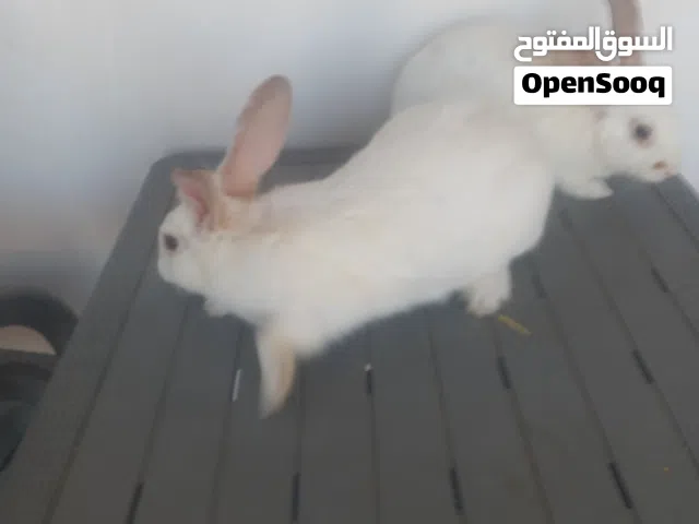 أرانب المانيات