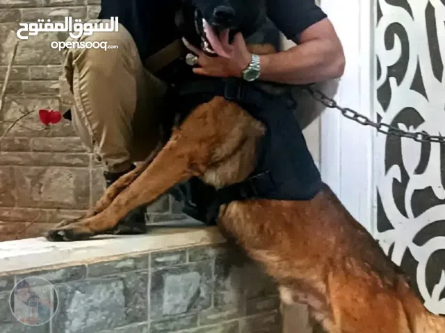 دكر مالينوا  شرااسه في الدم العمر سنه و4شهور