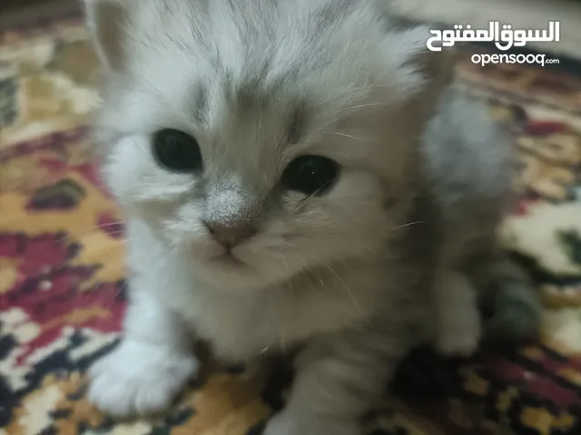 قطط شيرازي