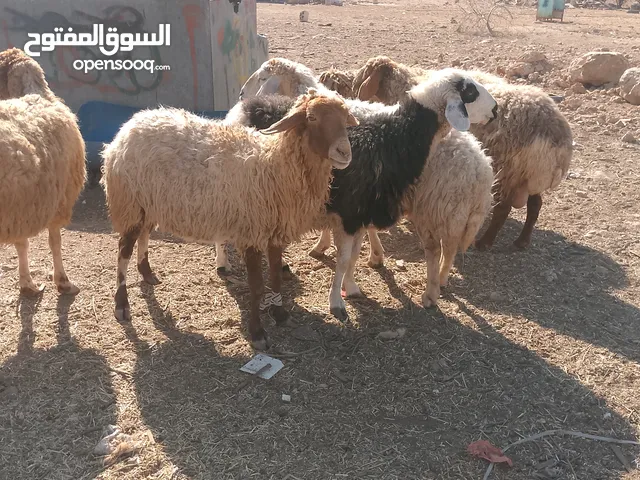 عرووووض وحرق اسعار