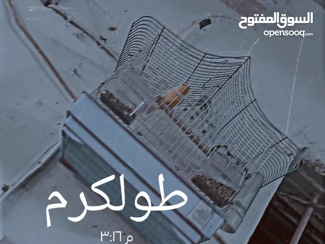 ذكر كناري جاهز للجواز حبه نادره للبدل على ببغاء لا يوجد توصيل