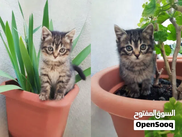 قطتان صغيرتان للبيع بسعر مغري جدا
