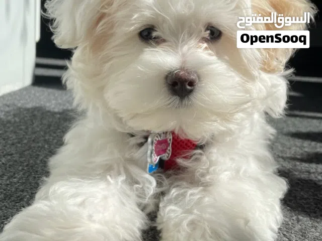 adorable havanese puppy