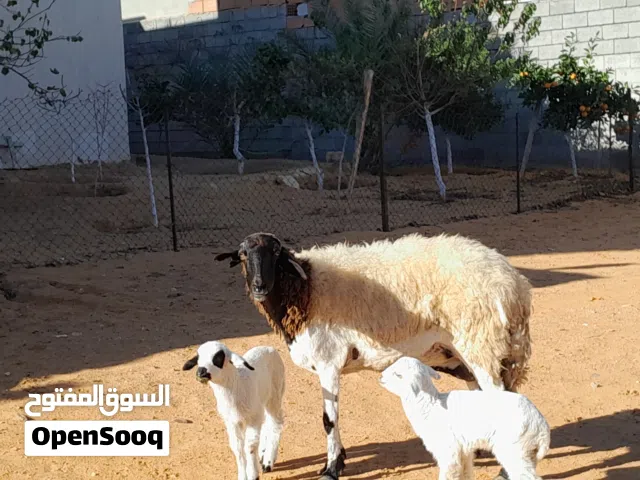 نعجه وطنيه الله يبارك توميه تحتها زوز فطايم ناشطات ورويانات سليمات من الامراض