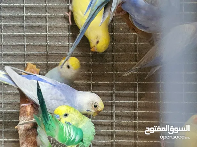 محمية ريمبو للييع