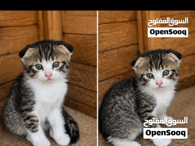قط جميل للبيع