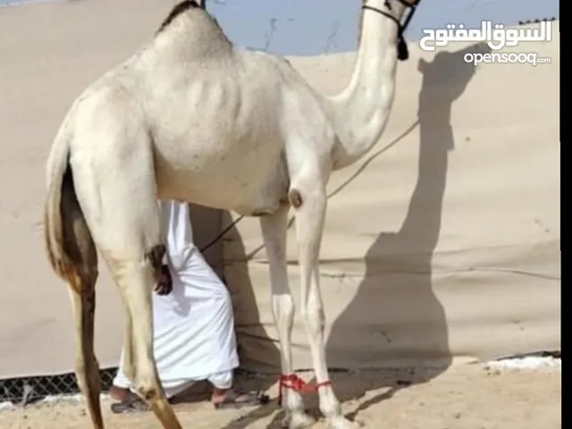 بكرة لقية سودانية