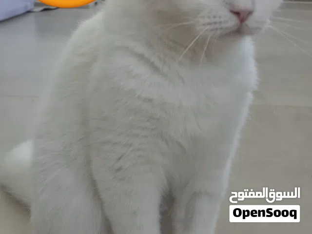 سكوتش فولد بيضاء أنثى مجانا