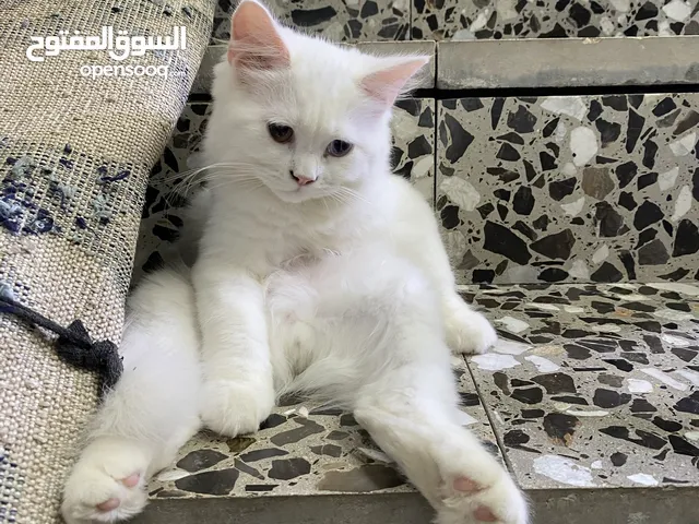 قطط عمر تلث اشهر من اب سكوتش وام شيرازيه لعوبين وصحه فول شرط تاخذه من عندي تفحصه.