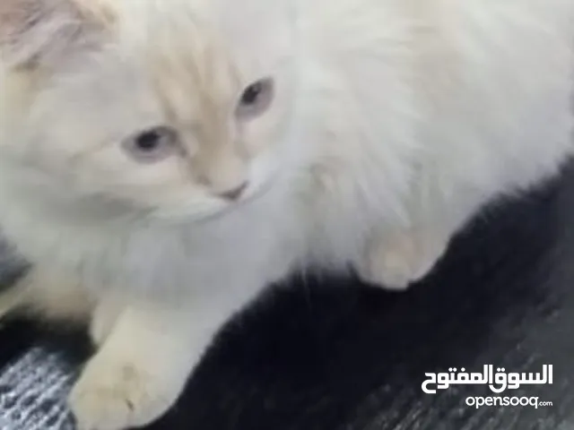 قطه للبيع ..