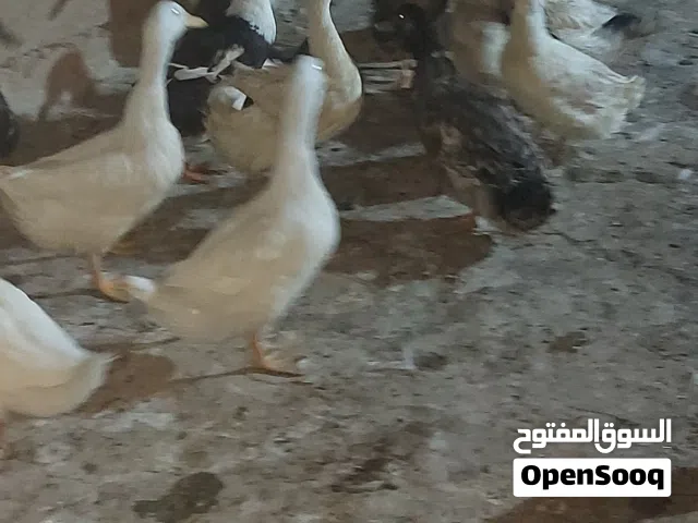 بشوش عاديات 15 مع 1 مصري العدد 16  بشه بيهم تقريا 4 افحله والباقي نثايه