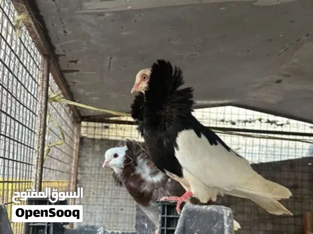 حمام ابو فوطه و شمسي
