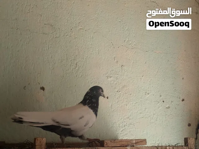 السلام عليكم