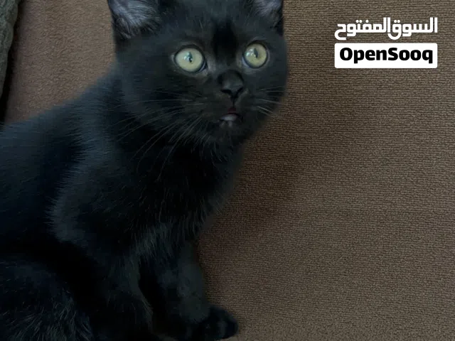 سكوتش فولد و برتش شورت هير كتن للبيع