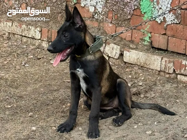 البطلة تيرا خط دم فرنسي بنت طايزن مشروع بطله اللي فاهم بيقدر