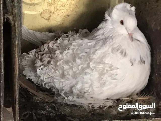 فحولة نيقرو وبالوني الماني