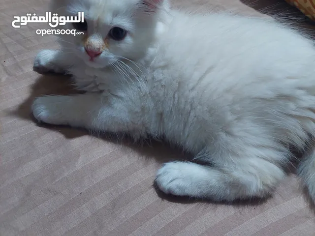 قطط صغيره للبيع مكس شانشيلا مع سكوتش جميله منها اطراف صغيره