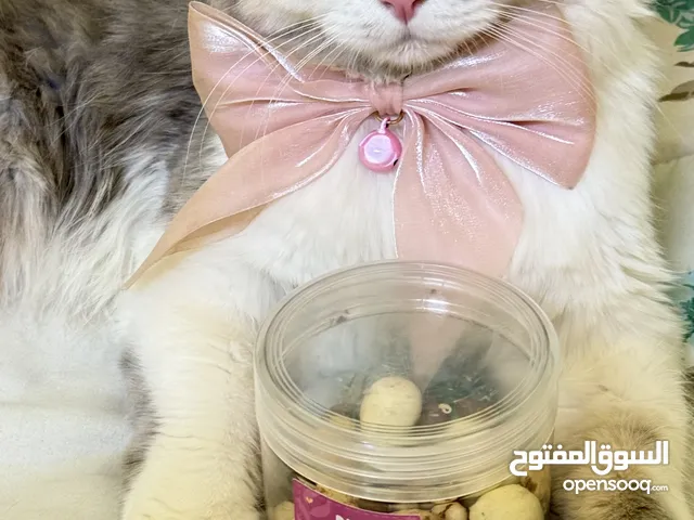 قط شيرازي للبيع