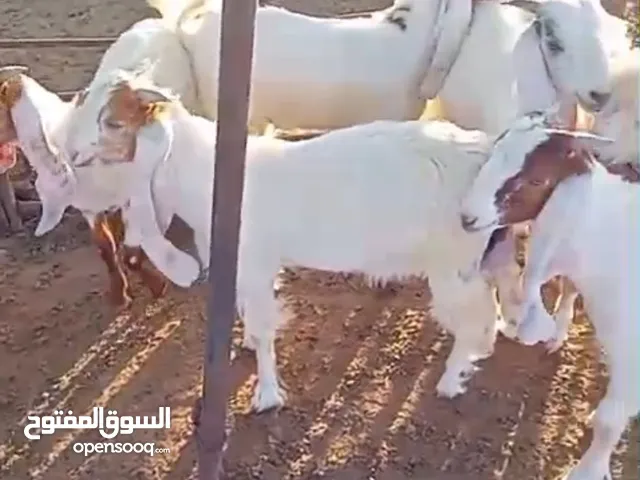 للبيع تيوس مندي 3 شهور العدد 7