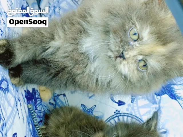 قطط صغيره للبيع