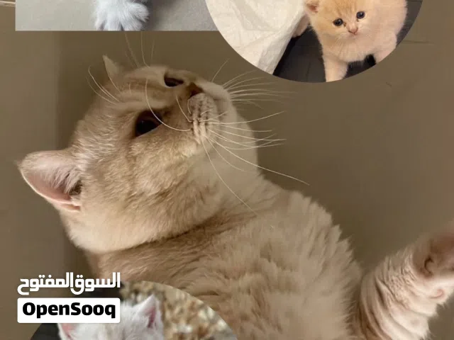 ذكر برتش كريمي