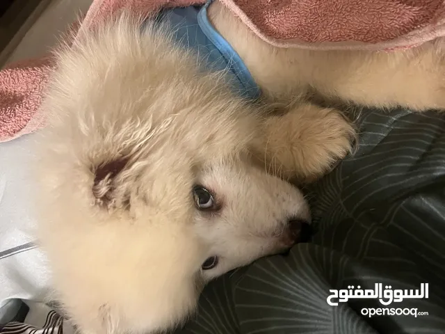 جراو سامويد عمر 7 شهور انثايتين وذكر