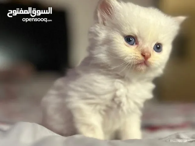 قــطــط لــلــبــيــع