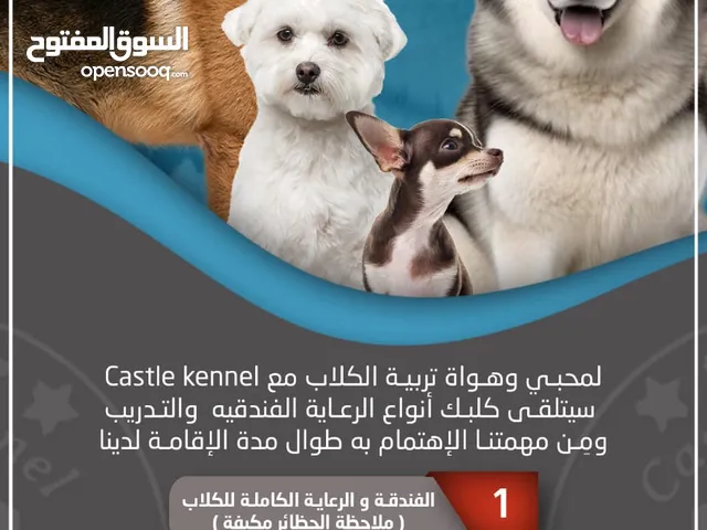 فندقة وتدريب كلاب