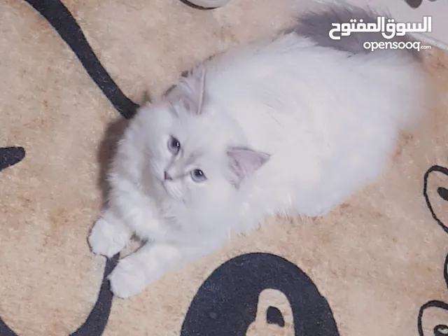 قطه راغدول هيمالايا انثى عمر 6 اشهر لعوبة ونظيفه ملقحه ومعها باسبور
