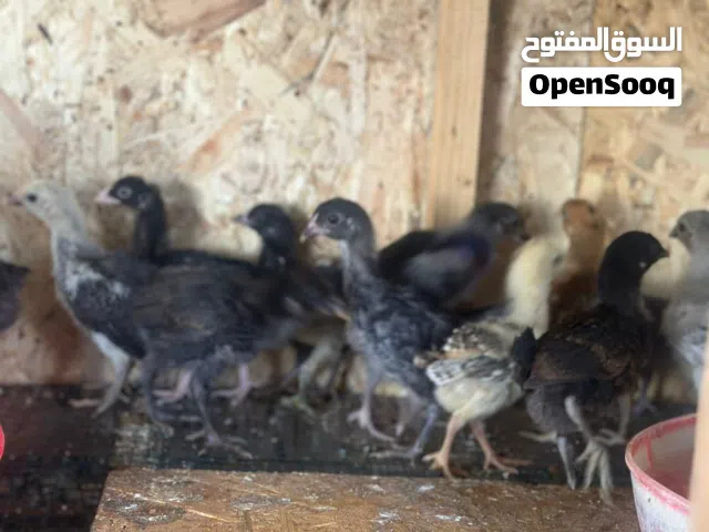 *متوفر صيصان بلدي البزرة القديمه نخب صحه ونظافه بالصلاة على النبي.......