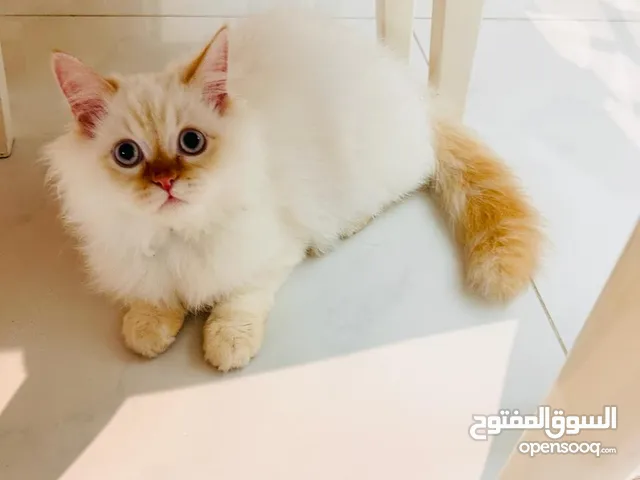 Persian Male and Female Cats