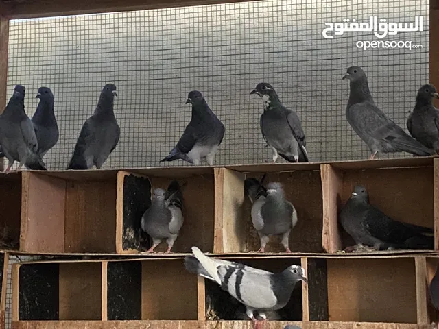بيع حمام بلدي وا زاجل