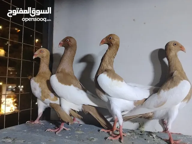 11جوز يهودي شغالات نخب جاهزات للبيض مستوى عالي نخب شغال مكفول صافيات الجوز بلحقن و12 مخلف يهوديات