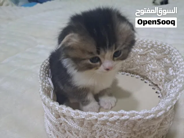 للبيع كتنز سكوتش فولد