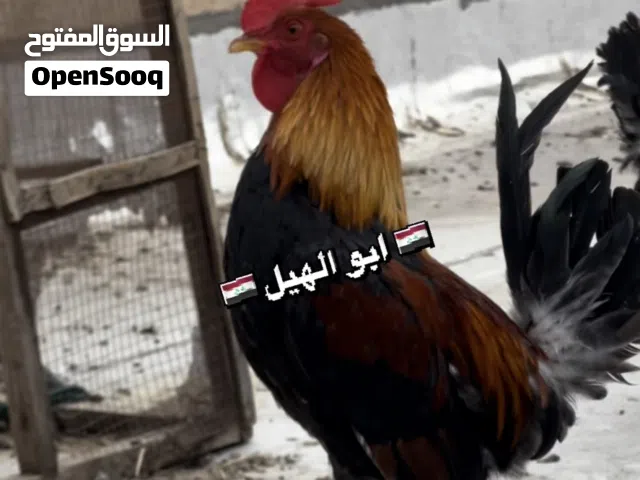 متاح ديج اشكر من بنات الفحل جلمود