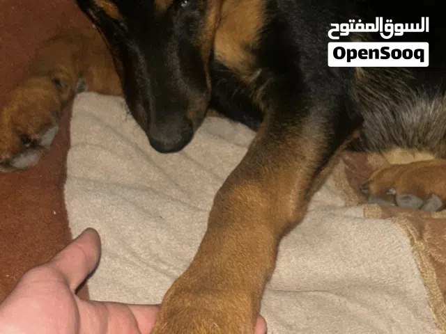 دوبر مان اصلي