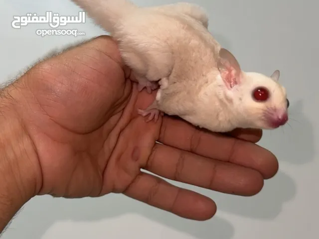 Female albino suger glider انثي الباينو شوقر قلايدر