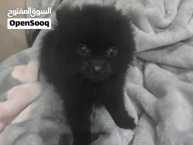 Male pomeranian ذكر بومرينيان