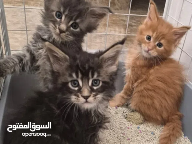 pure main coon kitten ماين كون اصلي
