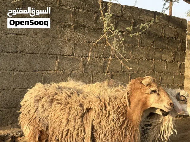 للبيع كباشه اقراء الاستماره