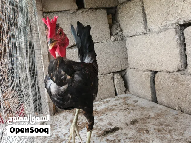 ديج أبو اركيبه للبيع بصره أبو الخصيب