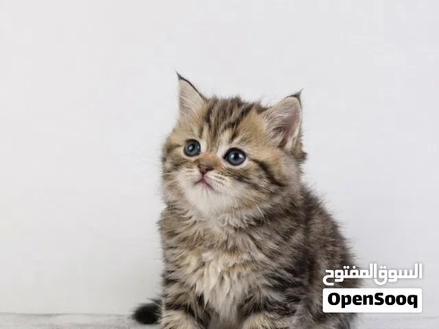 للبيع يوجد خدمة الدفع عند استلام متوفر مجموعة كبيره من القطط الصغيرة