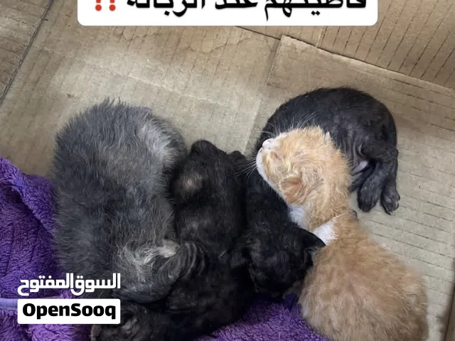 قطط صغار بلدي محتاجين تبني عاجل