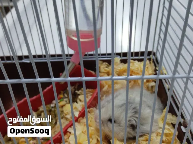بيع هامستر مع ملحقاته