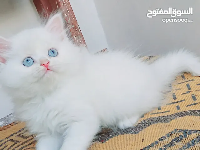 كيتنز ذكور بيرشن سوليد 48 يوم مدربين ومطعمين حشرات