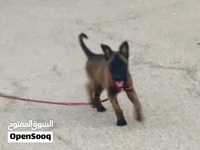 مالينوا ربي يبارك