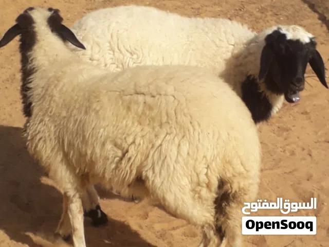 زوز إفطايم برقاويات عمرهم 6شهور إفاطايم ماشاء الله لا قوة إلا بالله خاليات من جميع العيوب سعر الواحد